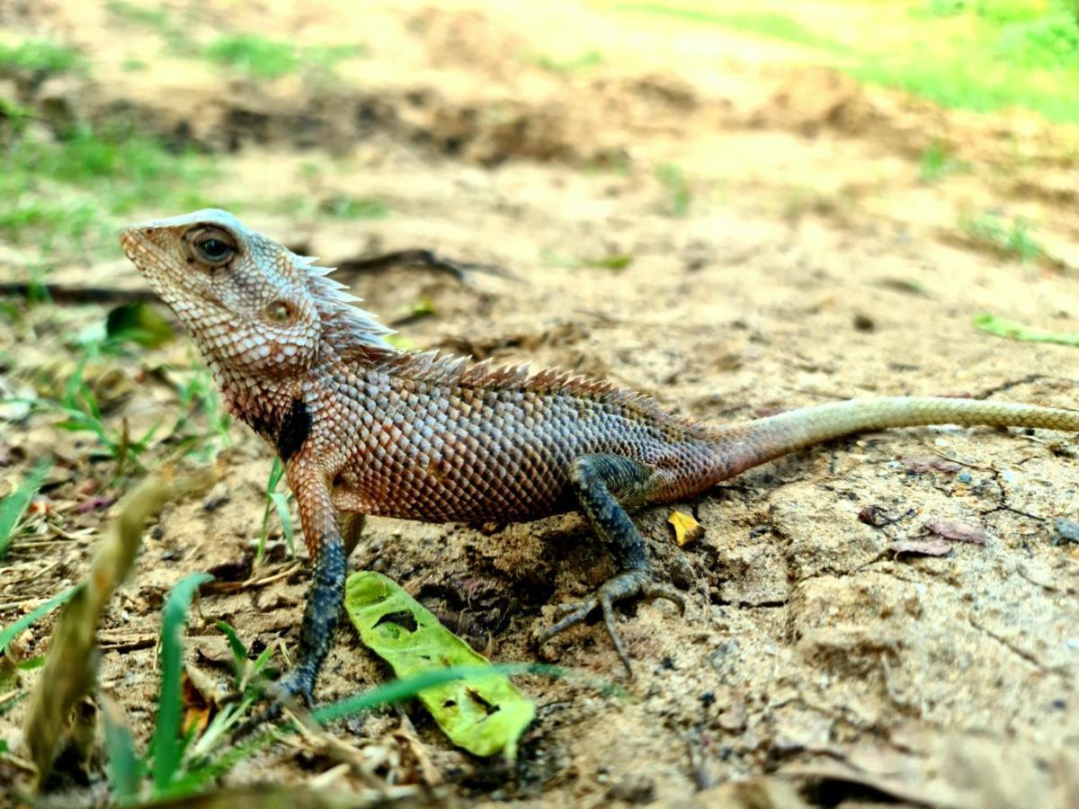 Humbhaha Jungle Yala Nature Eco Resort Kataragama Luaran gambar