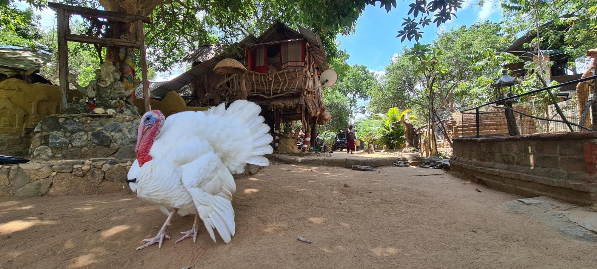 Humbhaha Jungle Yala Nature Eco Resort Kataragama Luaran gambar