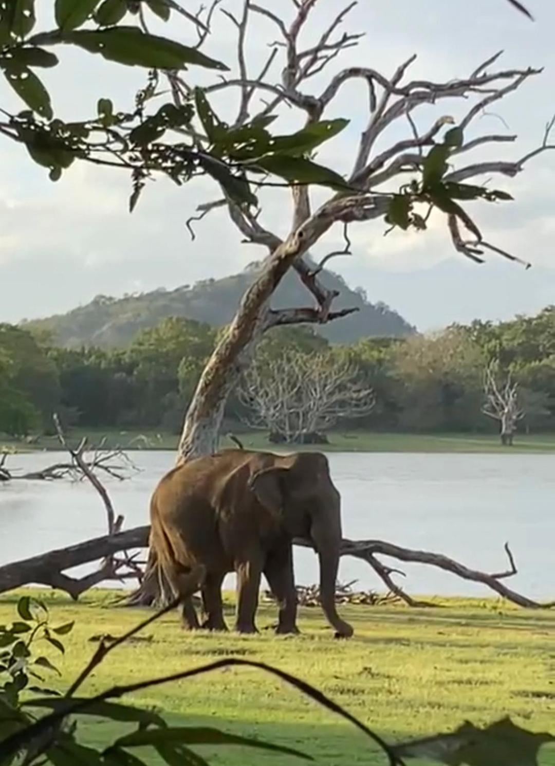 Humbhaha Jungle Yala Nature Eco Resort Kataragama Luaran gambar