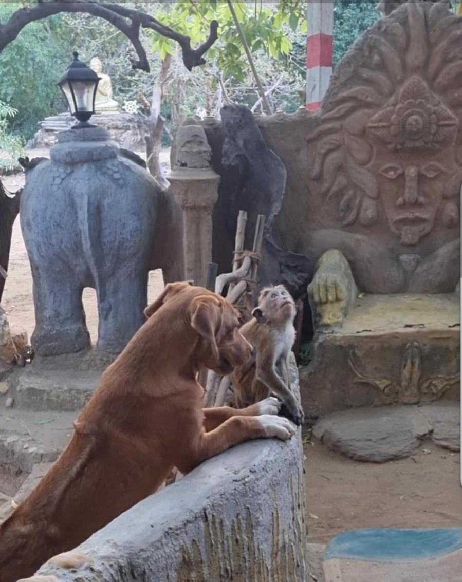 Humbhaha Jungle Yala Nature Eco Resort Kataragama Luaran gambar