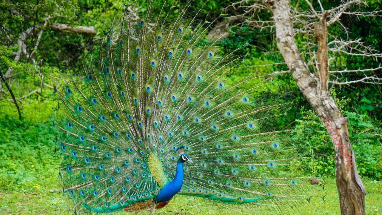 Humbhaha Jungle Yala Nature Eco Resort Kataragama Luaran gambar